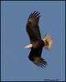 _0SB8828 american bald eagle